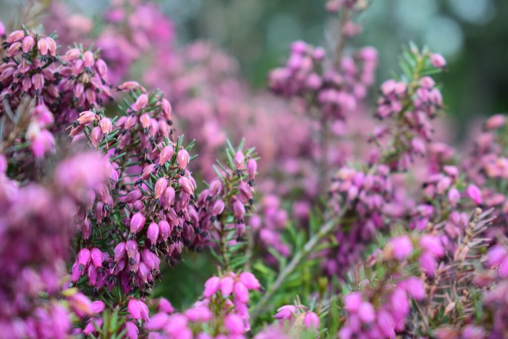 Purple flowering plant photography