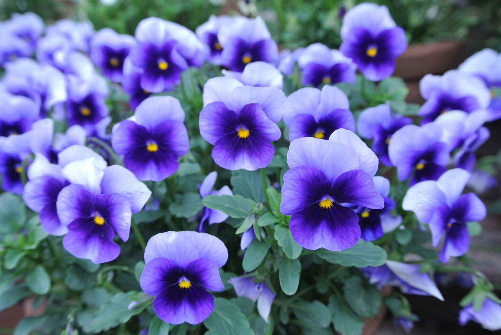 Purple flowers on the plants