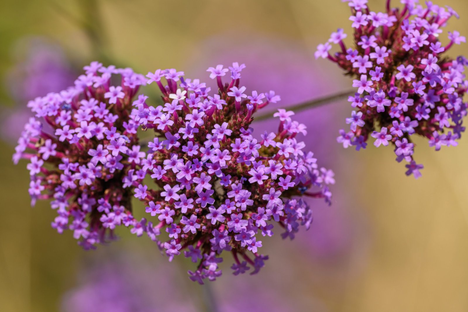 Verbena: How to Plant, Grow and Care for Verbena