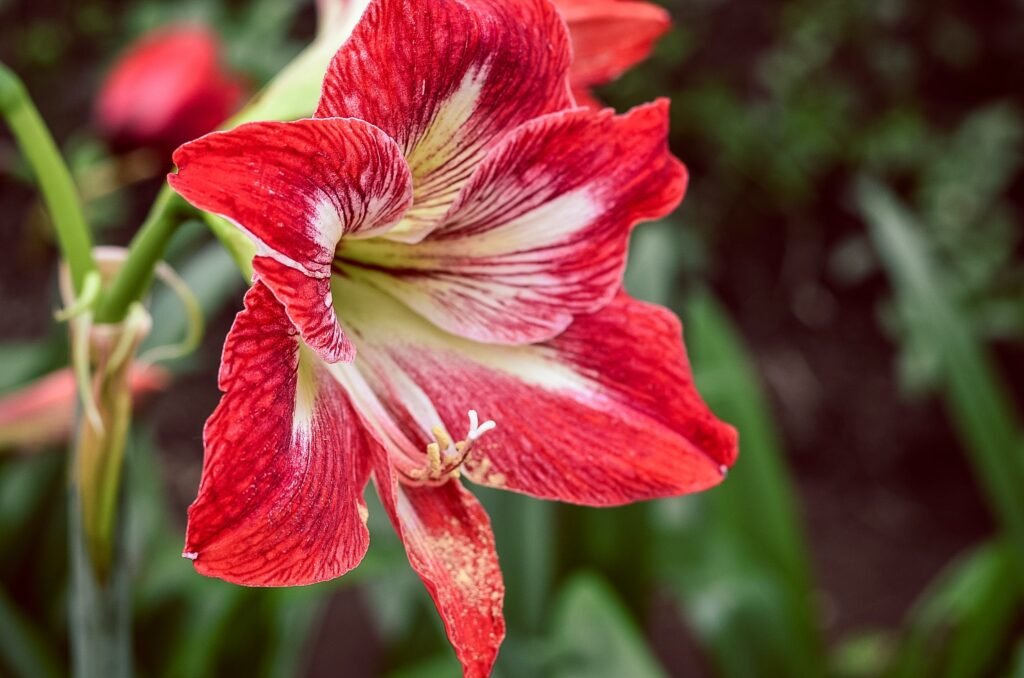 Red 6 petaled flower
