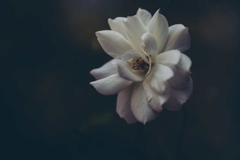 White gardenia flower