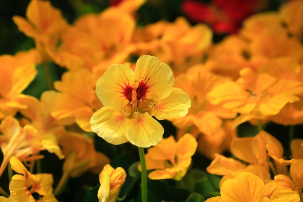 Yellow garden nasturtium flowers